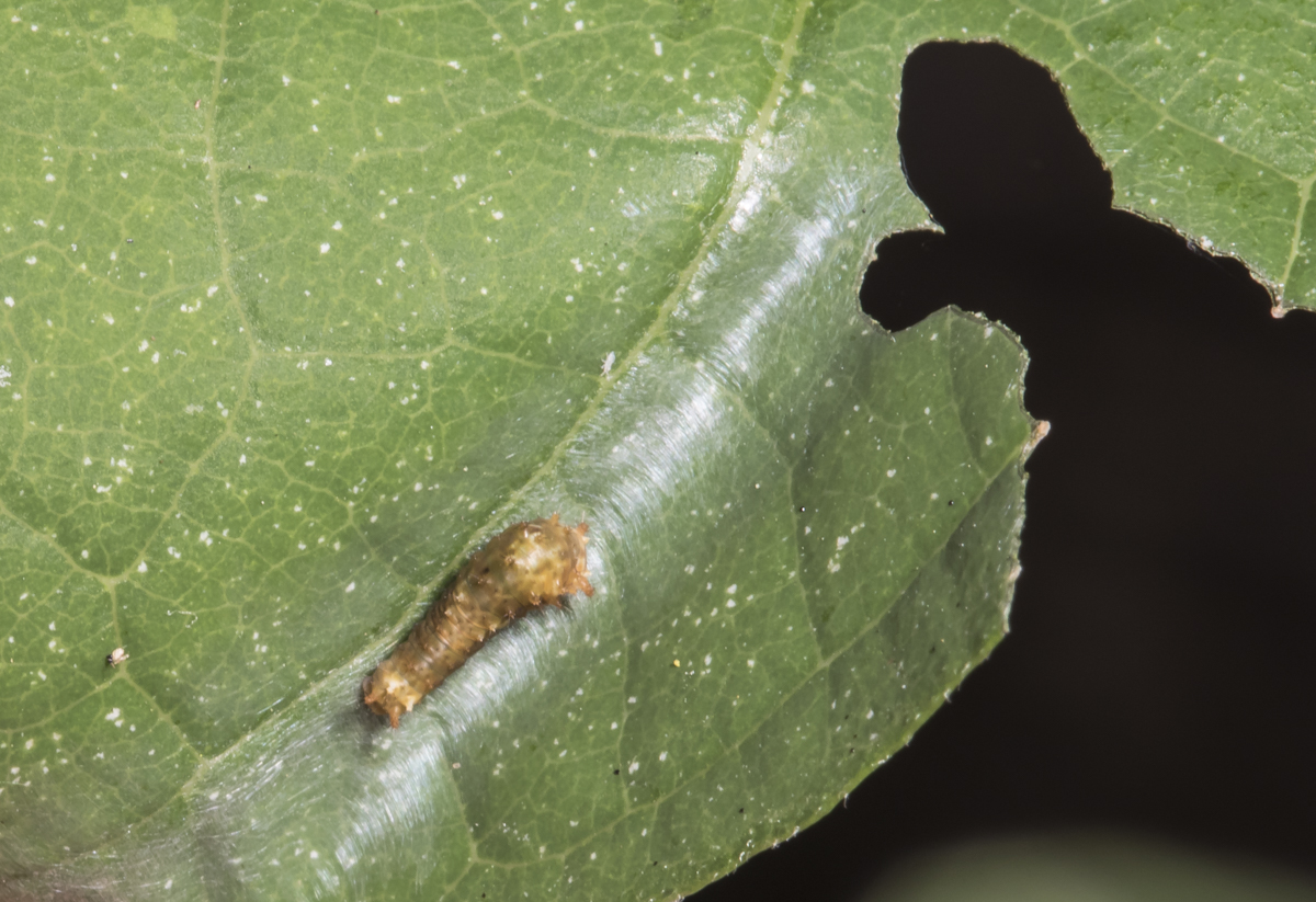 Spicebush Swallowtail larva first instar