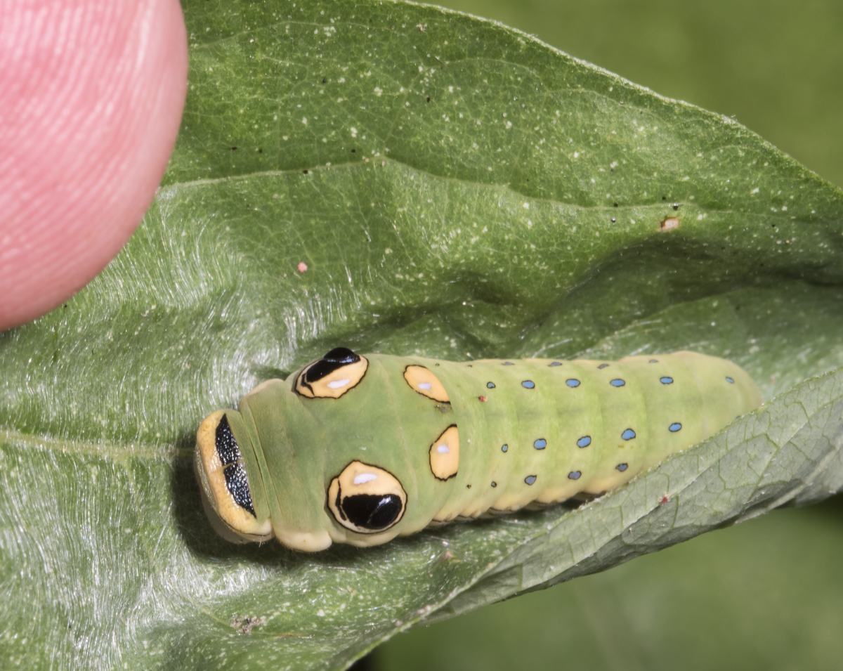 Spicebush Swallowtail larva late instar
