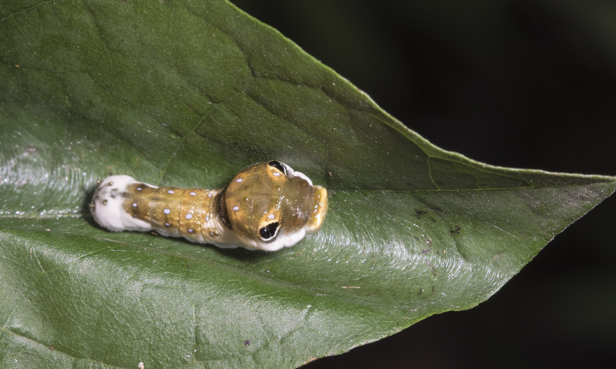 Spicebush Swallowtail larva
