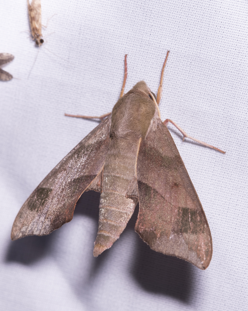 Virginia Creeper Sphinx - Darapsa myron