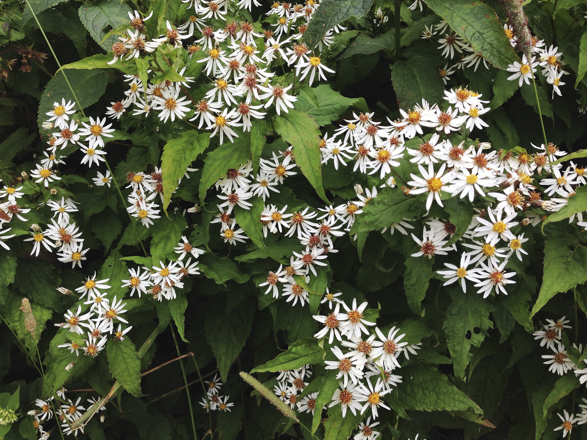 White Wood Aster