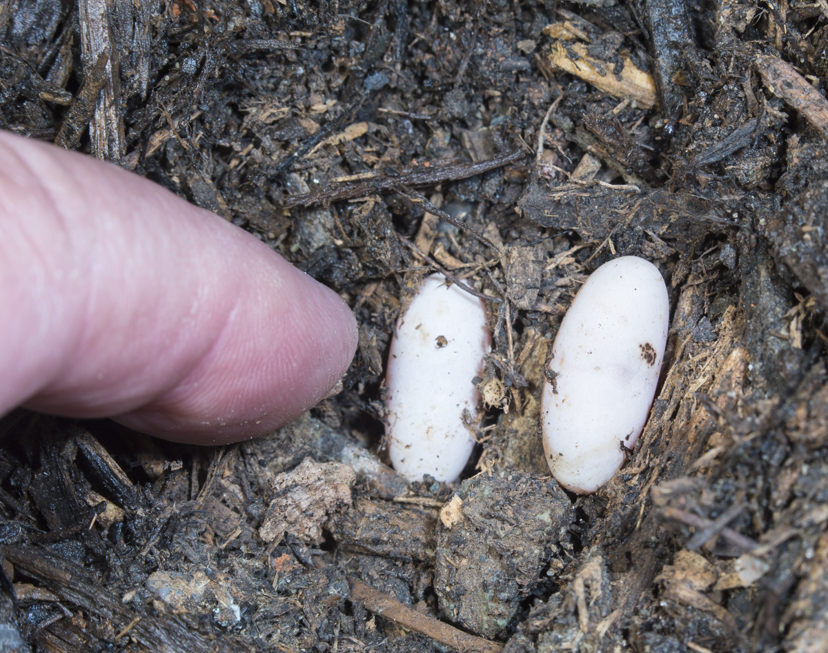 worm snake eggs