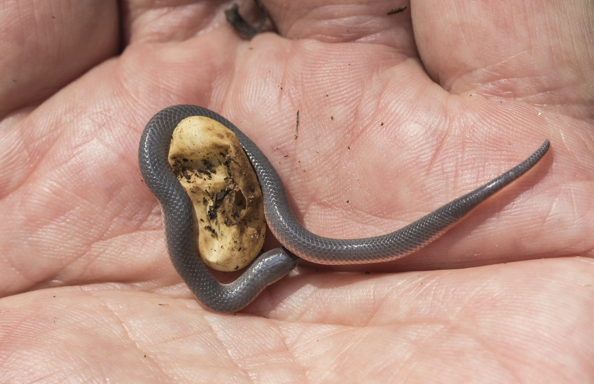 Worm Snake hatchling and egg 2
