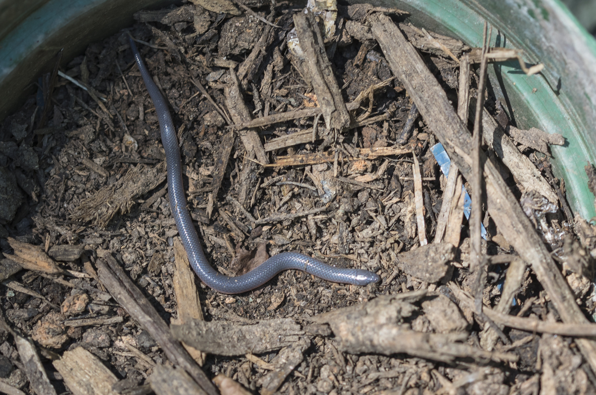 Worm Snake hatchling