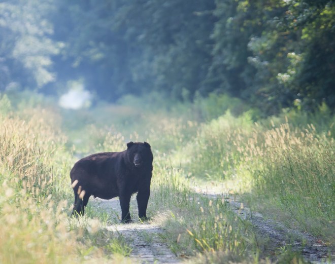 Big Boy Bear 1