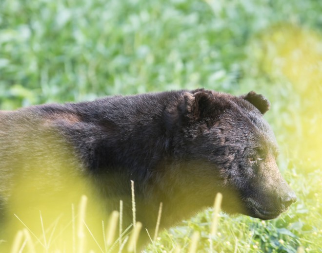 Big Boy Bear