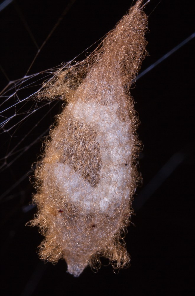 Completed cocoon