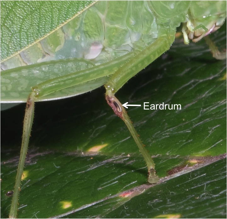 eardrum katydid