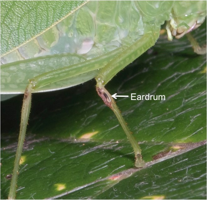 eardrum katydid