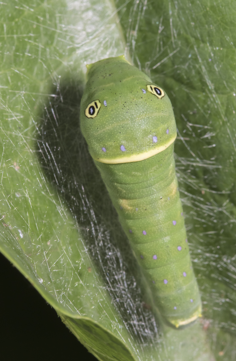 Eastern Tiger Swallowtail larva late instar swelling anterior po