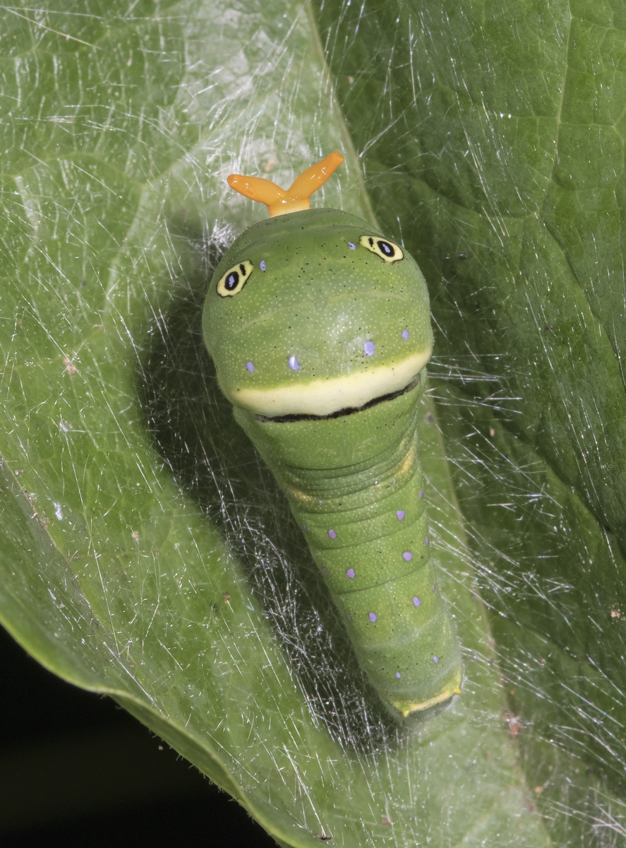 Eastern Tiger Swallowtail larva late instar with osmeterium