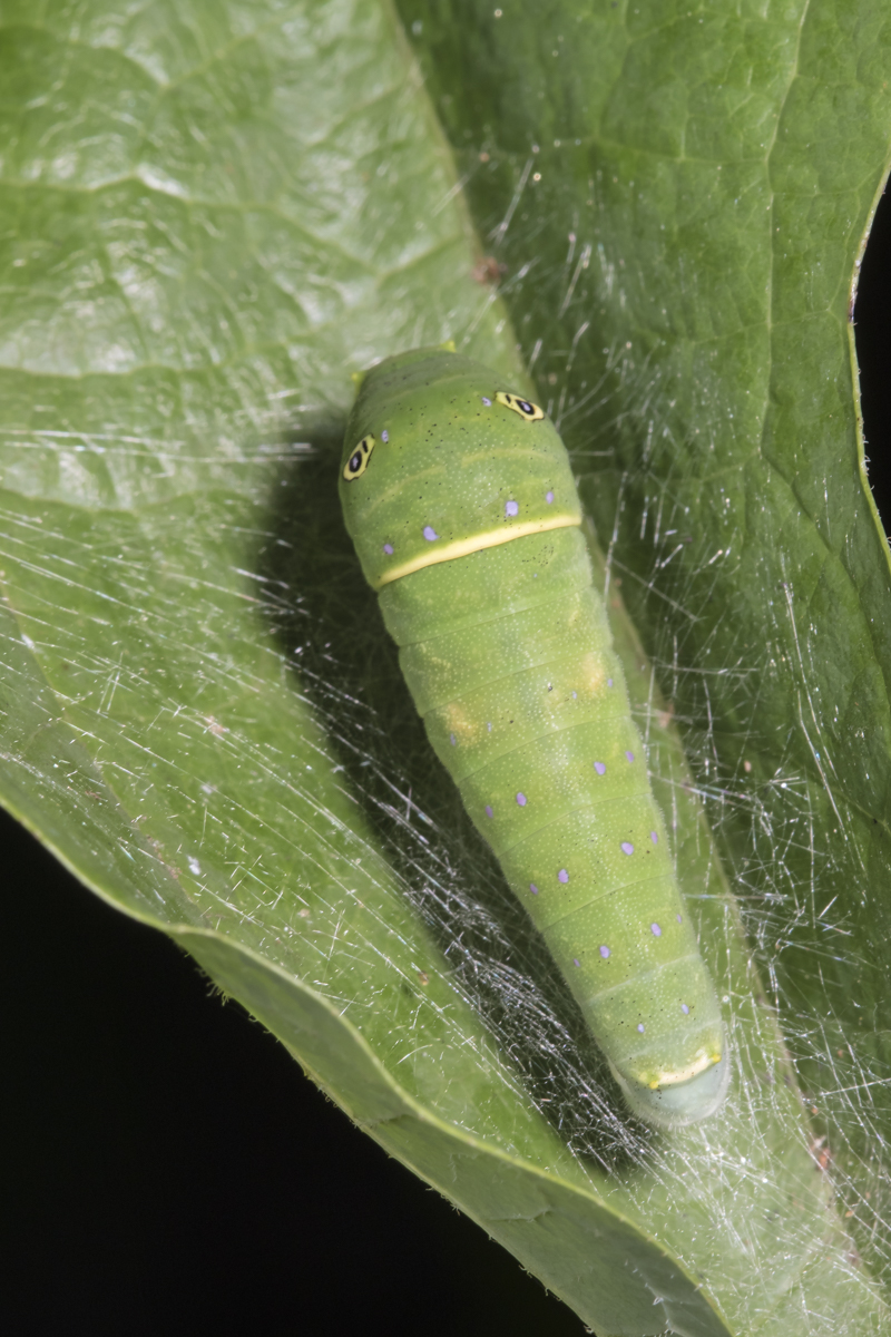 Eastern Tiger Swallowtail larva late instar