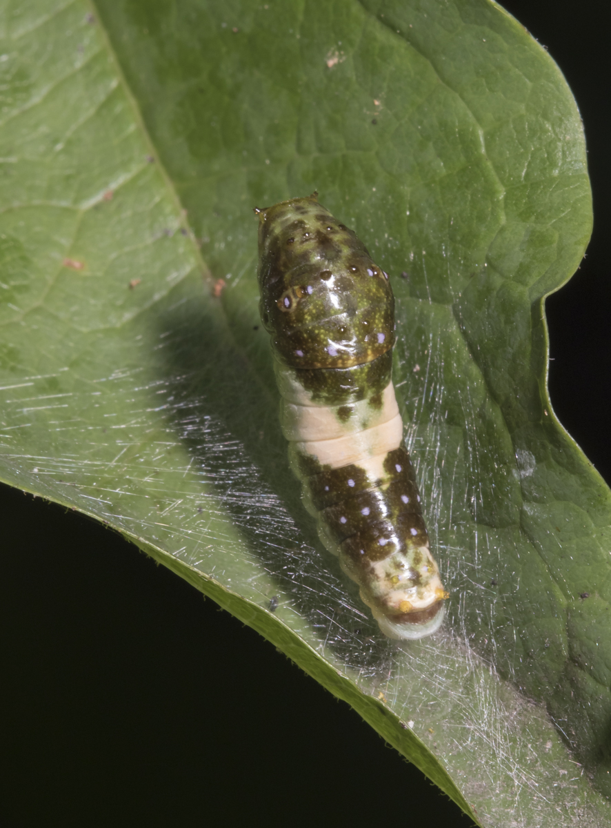 Eastern Tiger Swallowtail larva third instar