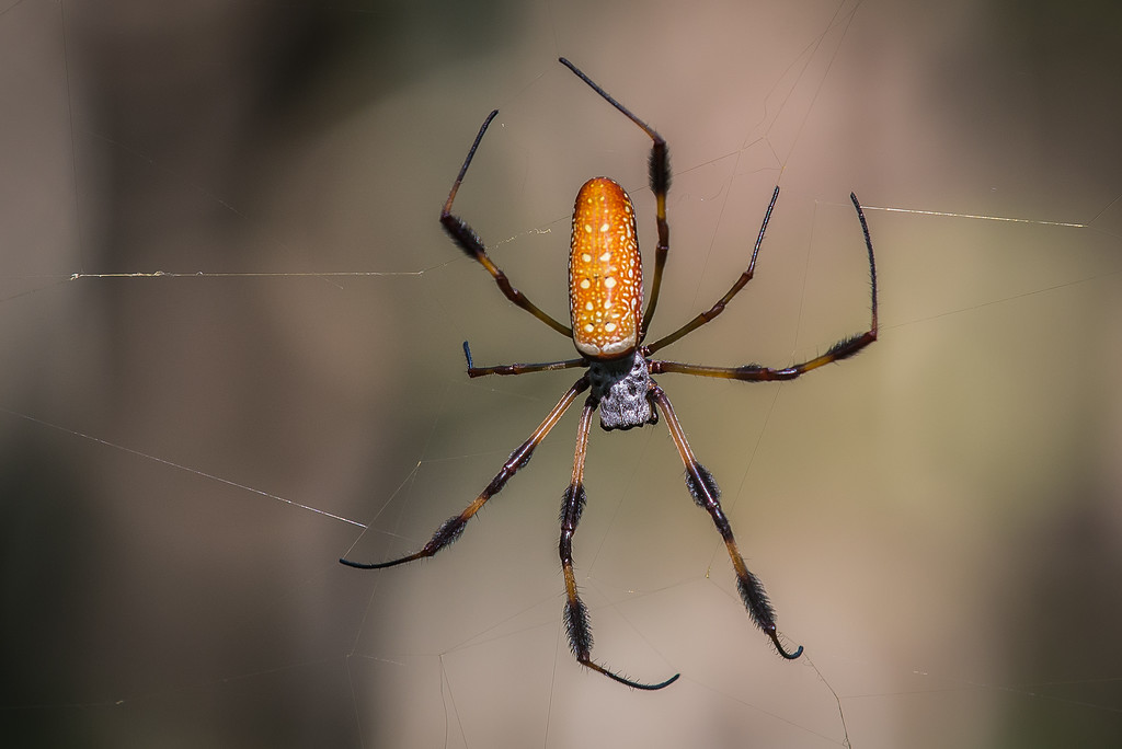 Golden Orb Weaver