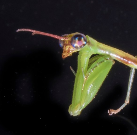 Green Mantisfly, head close up