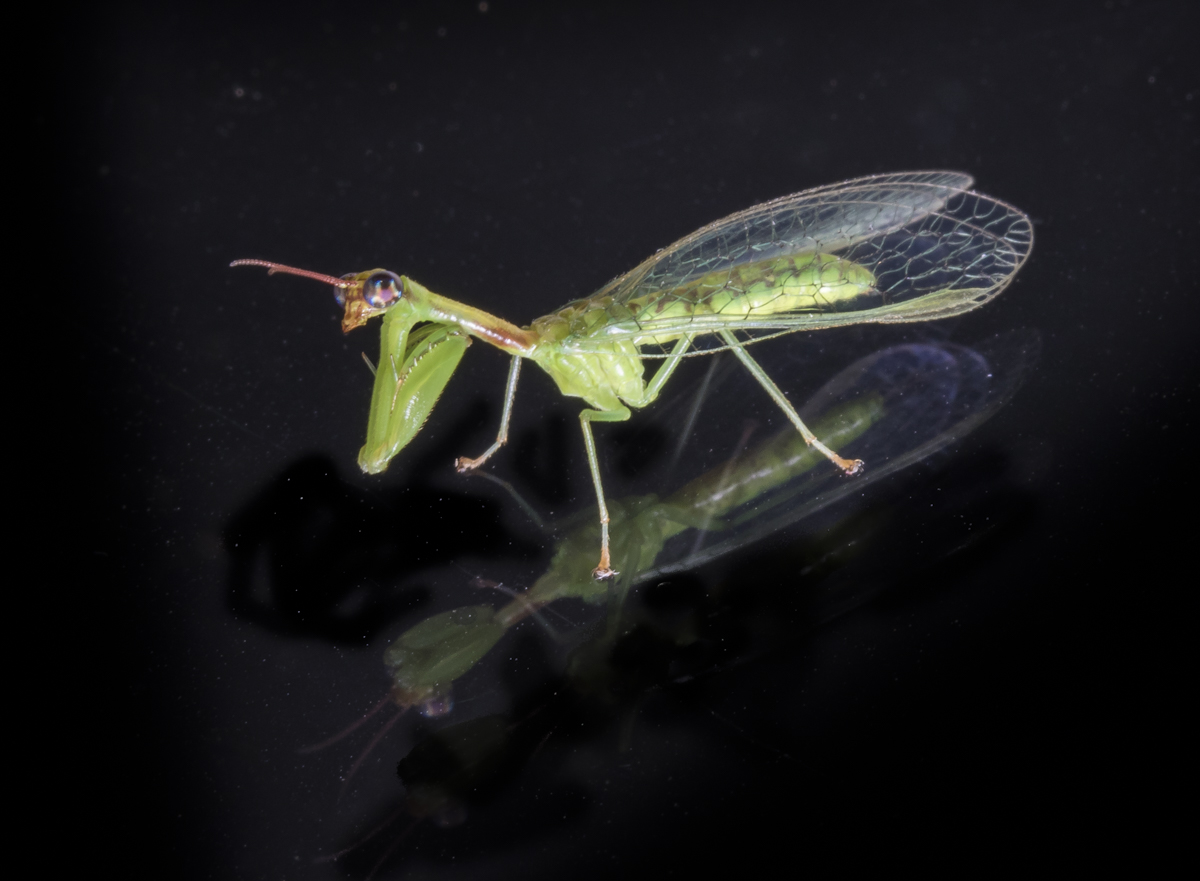 Green Mantisfly, Zeugomantispa minuta 1
