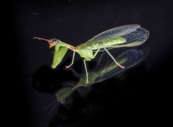 Green Mantisfly, Zeugomantispa minuta 1