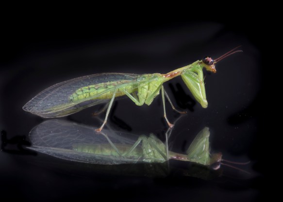 Green Mantisfly, Zeugomantispa minuta 2
