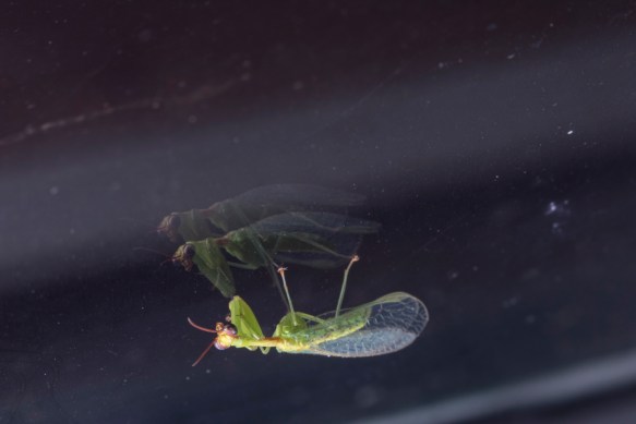 Green Mantisfly, Zeugomantispa minuta, first photo