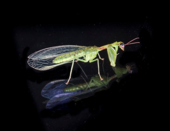 Green Mantisfly, Zeugomantispa minuta