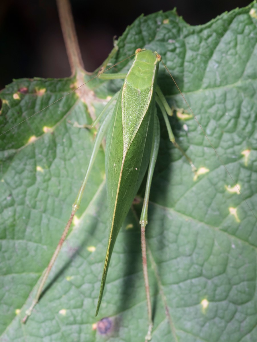 Katydid from above
