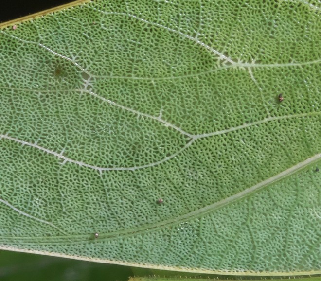 Katydid wing close up