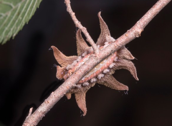 Monkey Slug from below