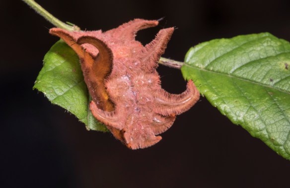 Monkey Slug orange color