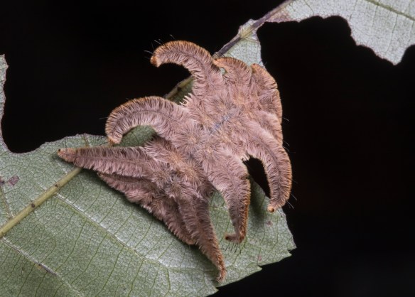 Monkey Slug tan color