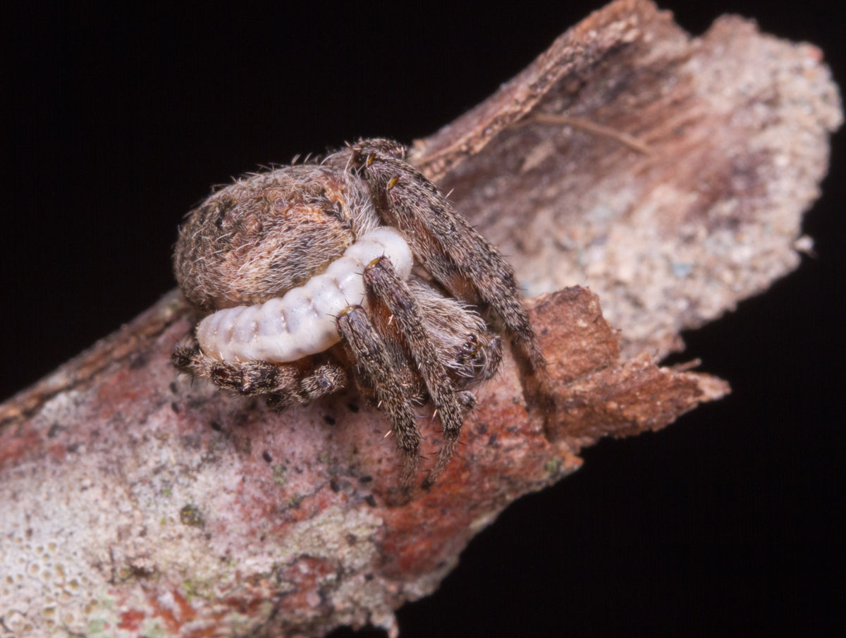 Orb Spider with parasitic grub 1