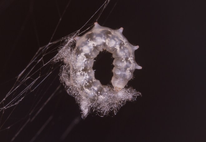 Parasitic grub