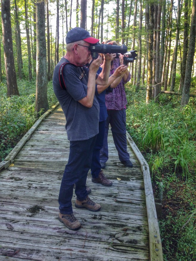 Photographing a spider in the swamp