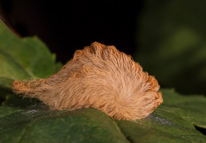 Puss caterpillar 1