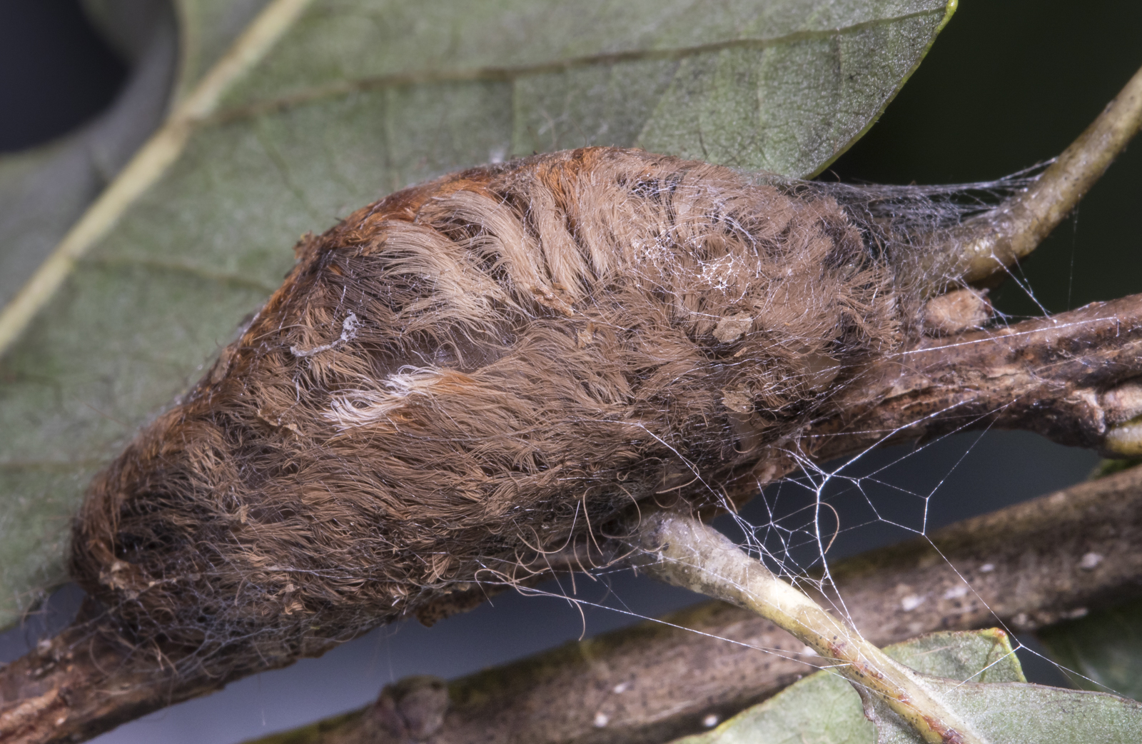 Puss Moth cocoon day 1