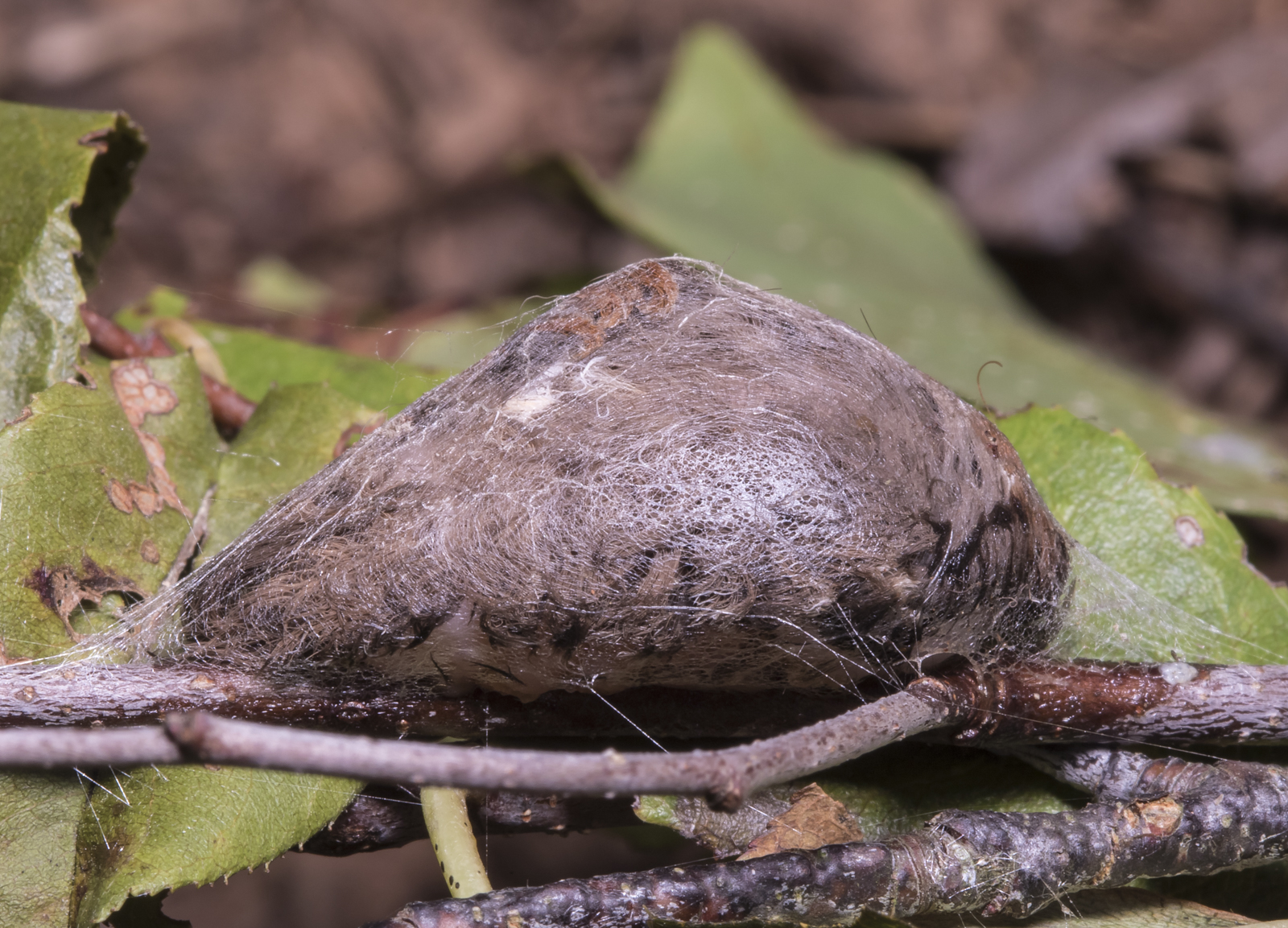 Puss Moth cocoon day 3