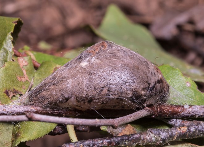 Puss Moth cocoon day 3