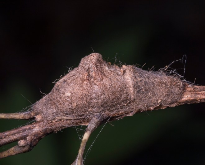 Puss Moth cocoon day 4