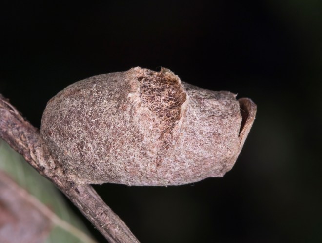 Puss Moth cocoon weathered