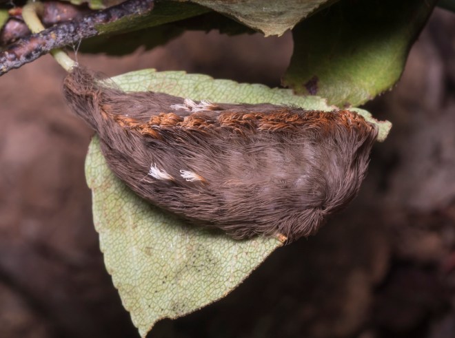 Puss Moth larva 1