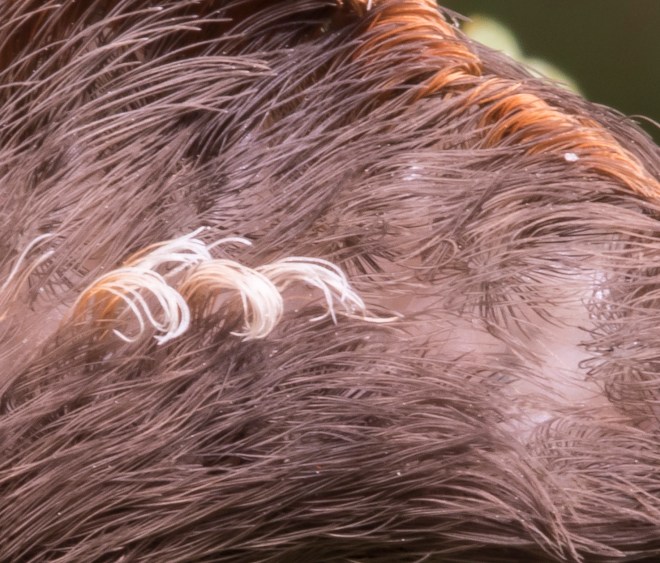 Puss Moth larva close up
