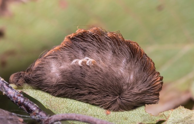 Puss Moth larva