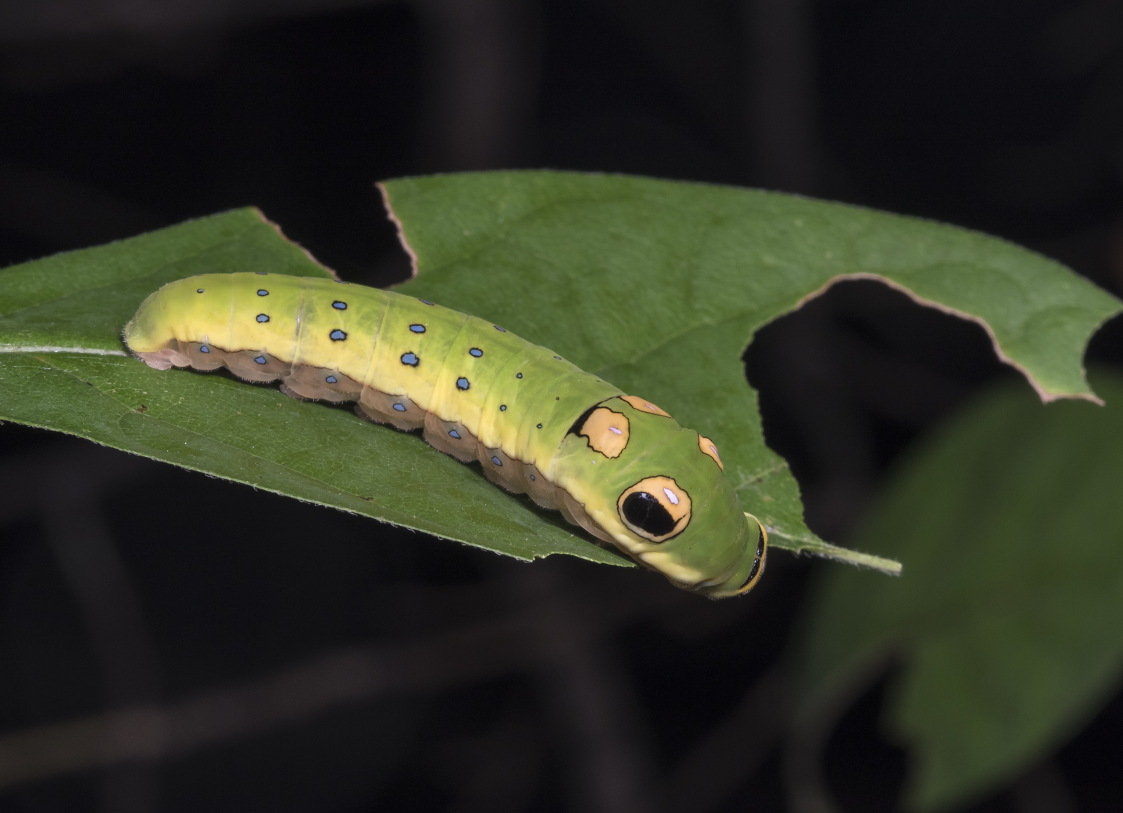 Spicebush Swallowtail larva feeding on Spicebush leaf