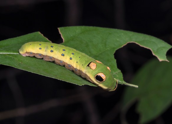 Spicebush Swallowtail larva feeding on Spicebush leaf