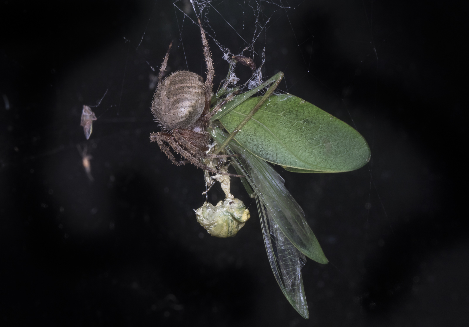 Spider woth katydid 1