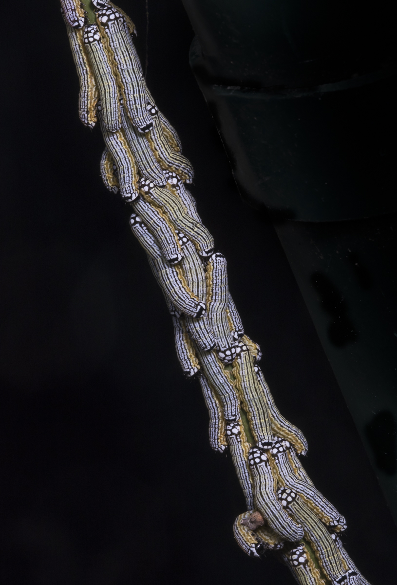 Turbulent Phosphila on stem 1