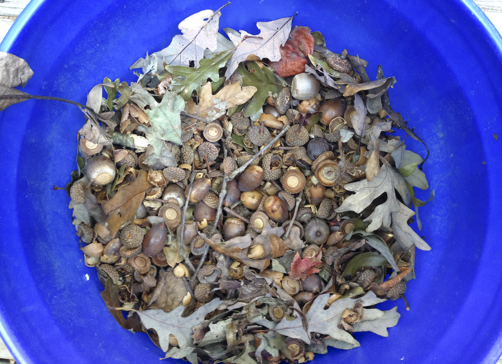 bucket of acorns