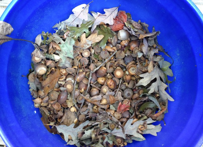bucket of acorns