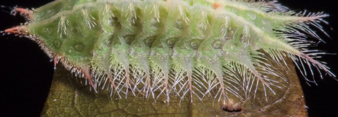 Crowned Slug close up