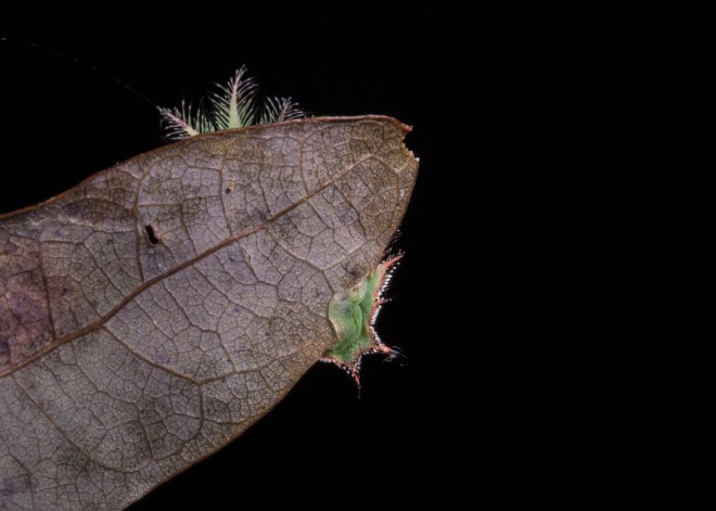 Crowned Slug from below