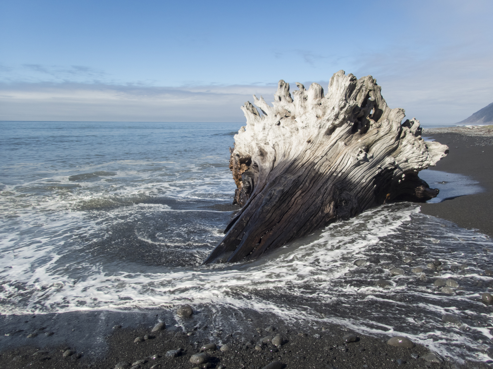 giant log on beach